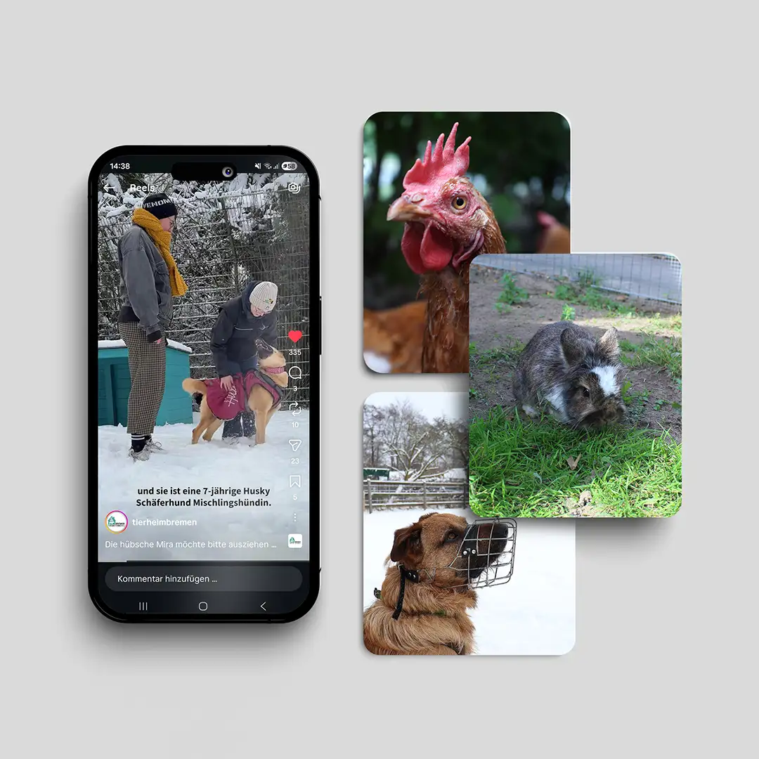 Ein Handy mit einem Tiervorstellungsvideo und mehrere Tierfotos daneben